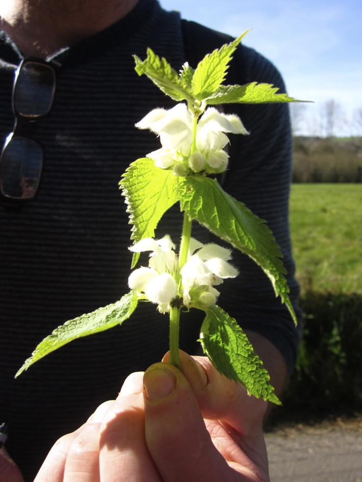 white dead nettle in the mint family