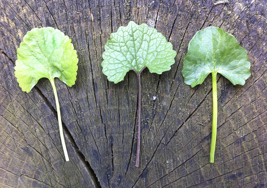 Forage London mixed leaves