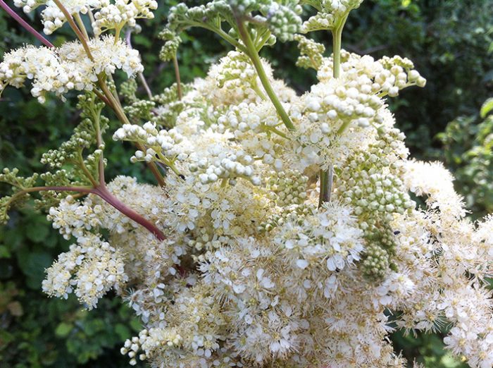 foraging for meadowsweet in full bloom