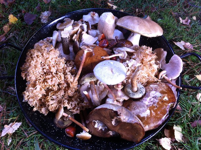 mixed wild foraged mushrooms in Autumn