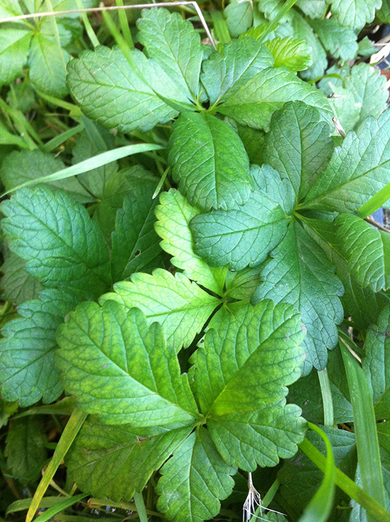 cinquefoil