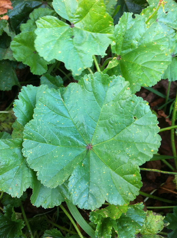 commonmallow