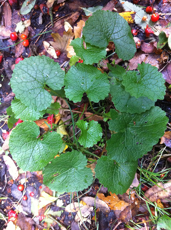 garlic mustard