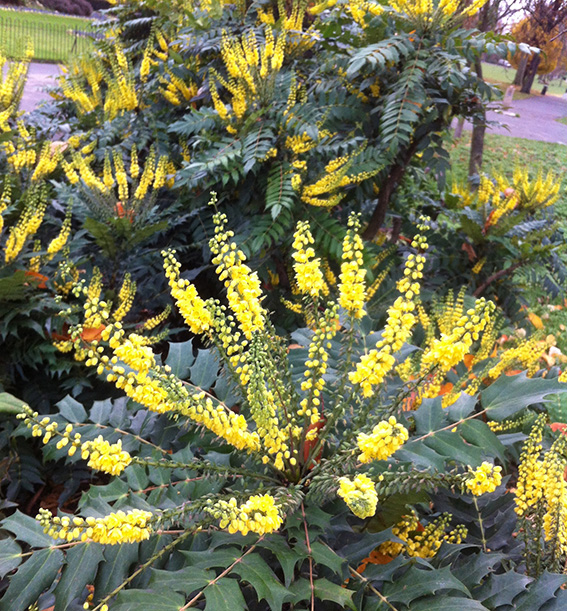 mahonia