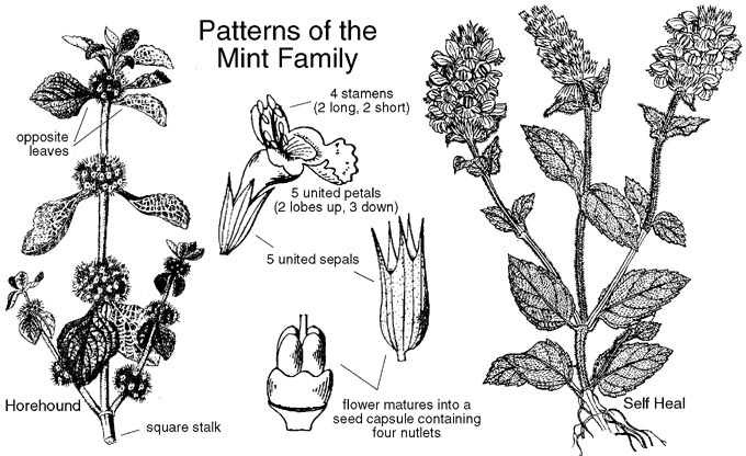 Lamiaceae