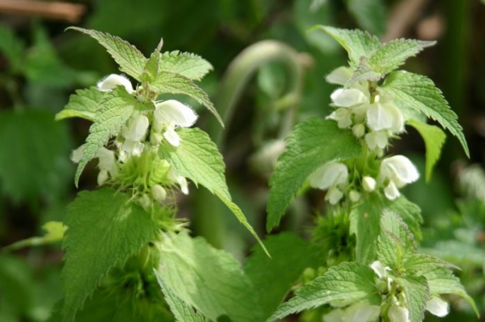 white deadnettle