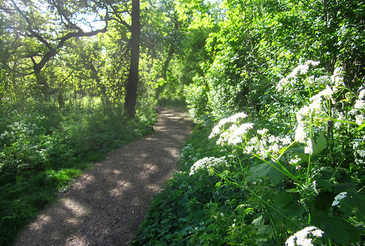 Clissold Park foraging walk