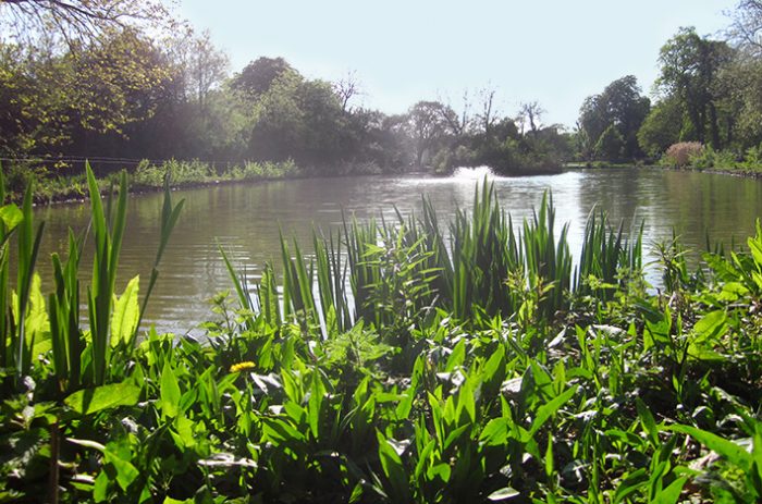 Clissold Park ponds