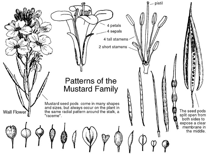 Brassicaceae