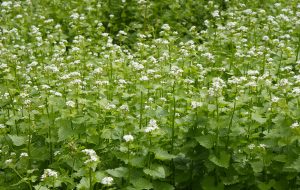 garlic mustard also called Jack by the Hedge
