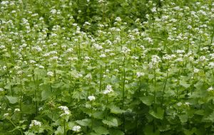 garlic mustard also called Jack by the Hedge