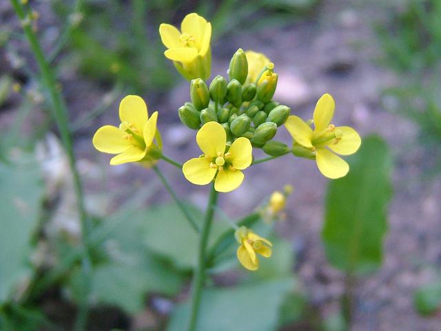 brassica_rapa_wild_turnip_flowers_14-07-06