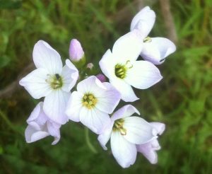 cuckoo flower also called Lady's Smock