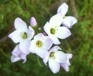 cuckoo flower also called Lady's Smock