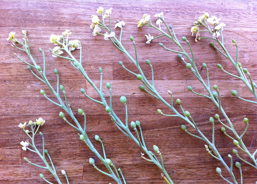 Forage London foraged sea kale close up