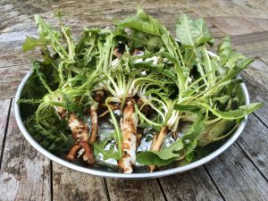 Dandelion roots and tops