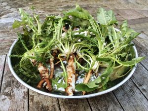 Dandelion roots and tops