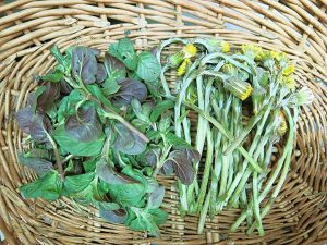 basket of foraged dandelions