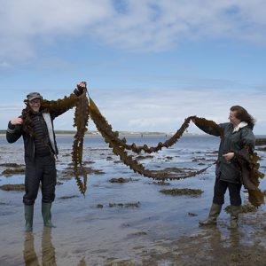 giant sugar kelp on Isley