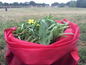 bundle of wild edible greens