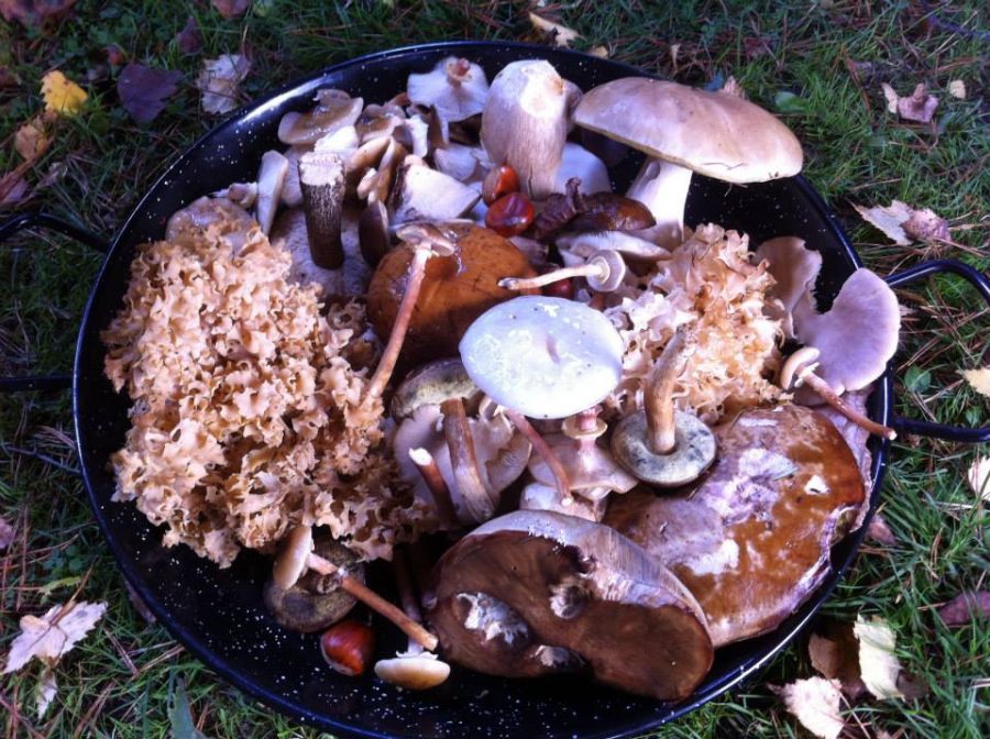 GIFT VOUCHERS Mushroom Hunting Dorset & Hampshire. Forage London