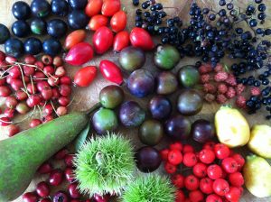 autumnal wild foraged fruits on a table