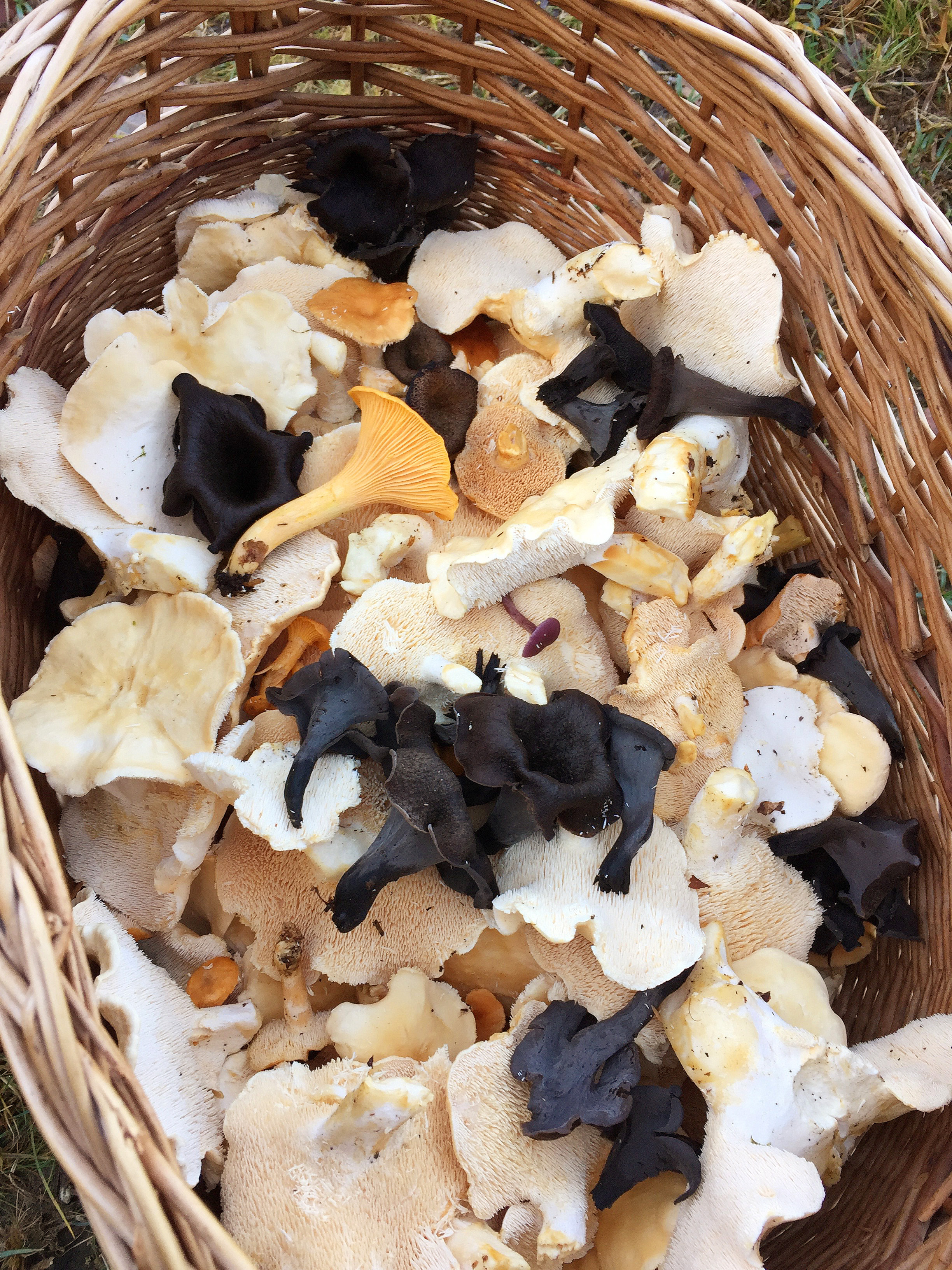 How to Identify 4 more tasty edible wild mushrooms. Forage London and