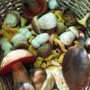 basket of foraged wild mushrooms collected in the New Forest