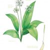 The Edible City wild garlic illustration