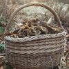 basket fullof foraged winter chanterelle in the sun