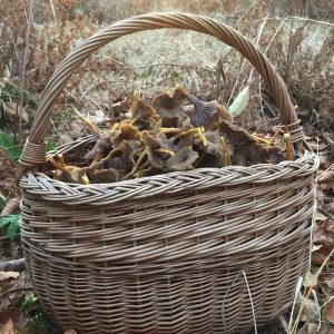 basket fullof foraged winter chanterelle in the sun