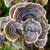 turkey tail mushroom foraging