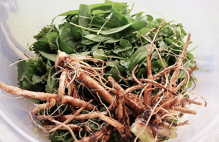 Thistle Roots