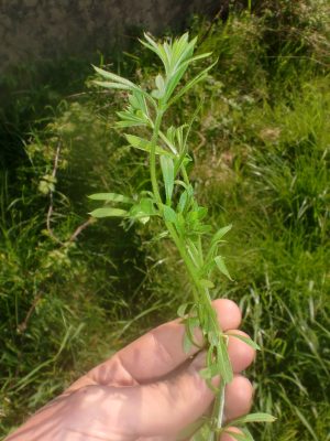 Sticky Weed Cleavers (Galium aparine)