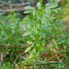 Sticky Weed Cleavers (Galium aparine)