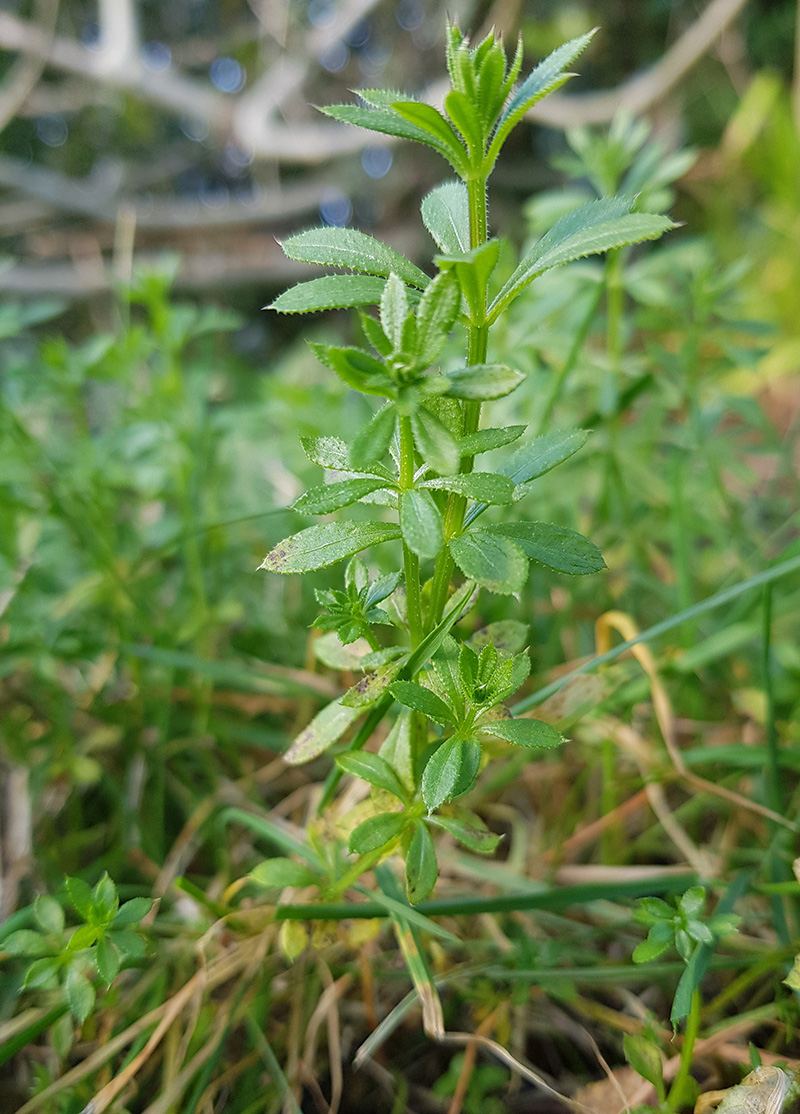 Cleavers (Galium aparine) plant photo Forage London and beyond