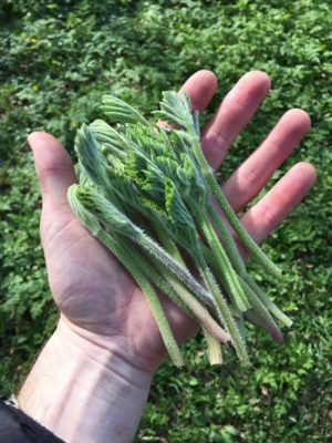 A foraged handful of hogweed shoots