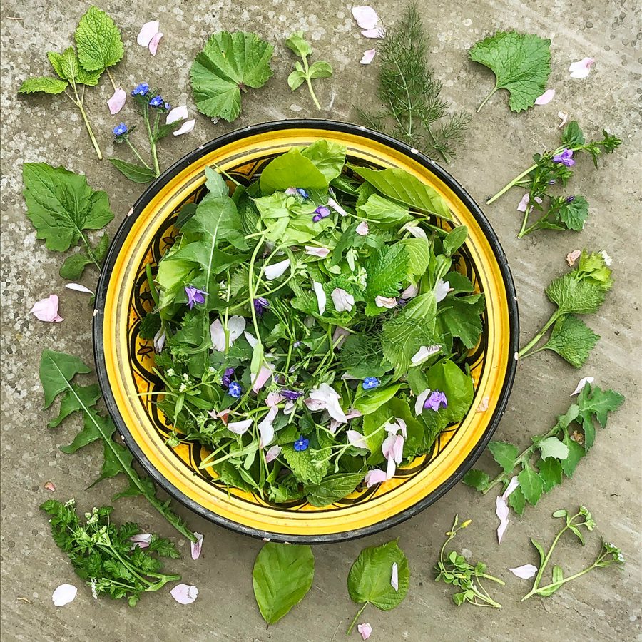 Forage Wild Food Walks in London, Dorset & Hampshire 