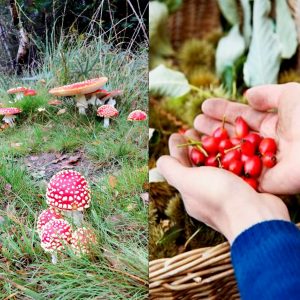 Fly agaric mushrooms and reships collected on wild food walk with Forage London