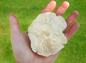 Wild mushroom collected on a mushroom hunting course in London