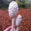 Wild mushroom foraged whilst attending a wild hunting mushroom course in the New Forest