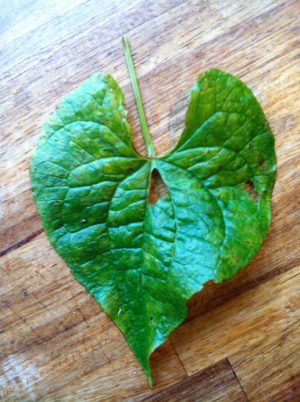 Wild heart shaped bryony leaf