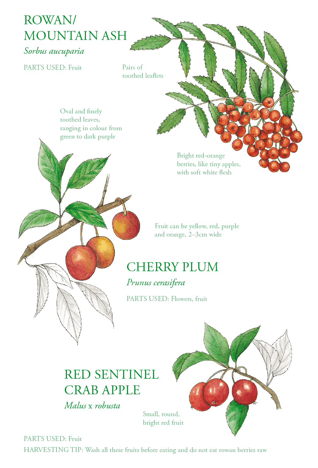 How to Forage and Use Rowanberries