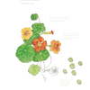 The Edible city June, authored by John Rensten of Forage London, Nasturtium