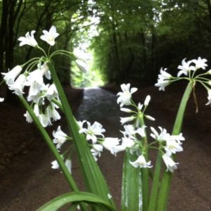 White flowers of three cornered leak, wild garlic species