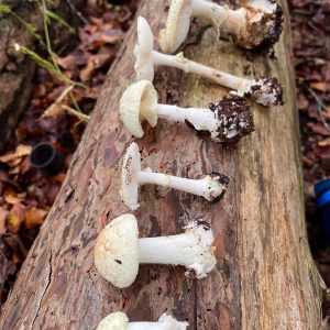 A selection of foraged wild mushrooms, displayed on a tree trunk at the end of a mushroom hunting course in the New Forest