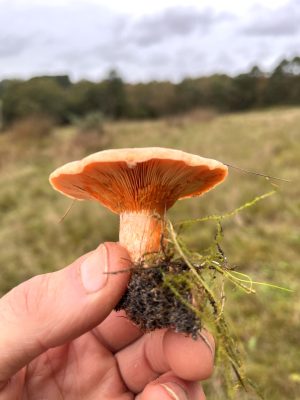 A single mushroom foraged in Dorset with Forage London
