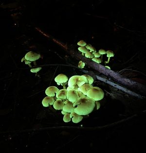 Glow in the dark mushrooms found when night foraging with Forage London