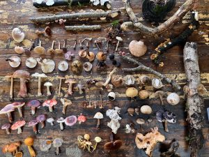 A display of wild mushrooms collected on a foraging wild mushroom hunting course with Forage London