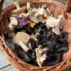 A basket of wild mushrooms foraged on a wild food walk in London